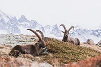 Berglandschaft mit Steinböcken und Blick auf hohe schneebedeckte Gipfel