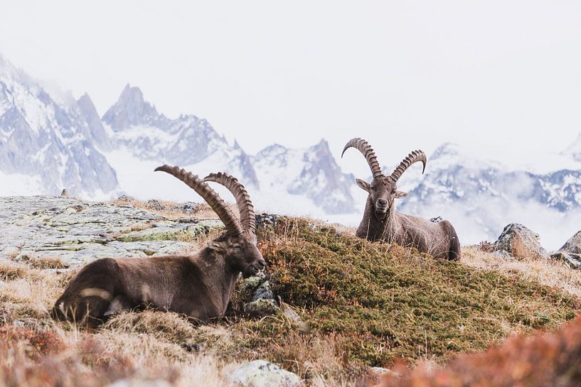 Berglandschaft mit Steinböcken und Blick auf hohe schneebedeckte Gipfel von Merlijn Arina Photography