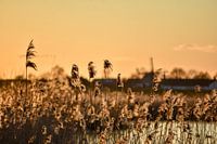 The IJssel floodplain in Zwolle