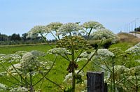 Heracleum sphondylium (hogweed) 90-150 cm high