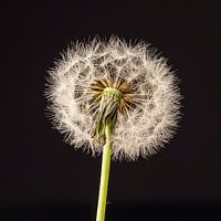 Vruchtpluis paardenbloem