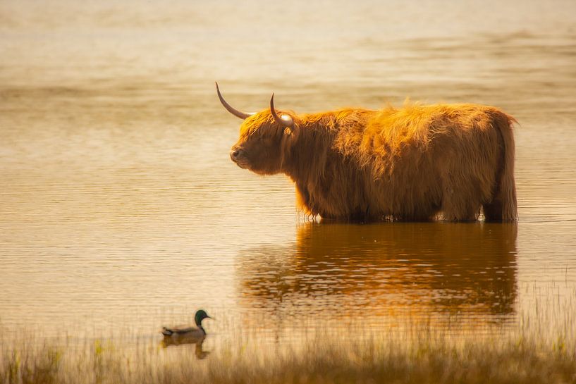 Badender Schottischer Hochlandbewohner von Arie Flokstra Natuurfotografie