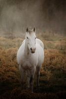 Cheval dans le brouillard
