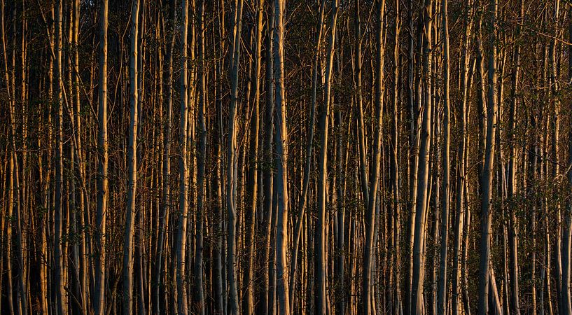 Ritme von Paul Pijpers