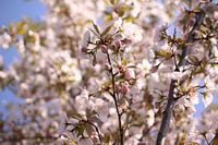 Close up van witte bloesem