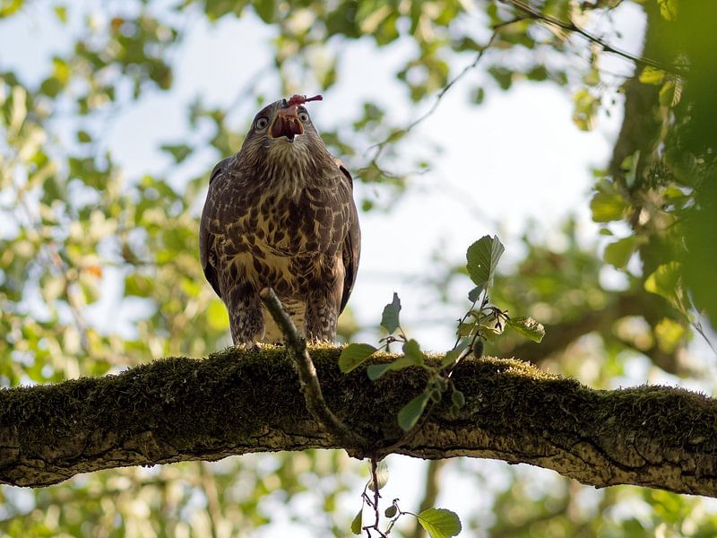 tasty snack by BHotography