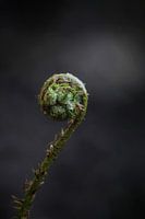 Verborgene Schönheit