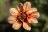 Dahlia