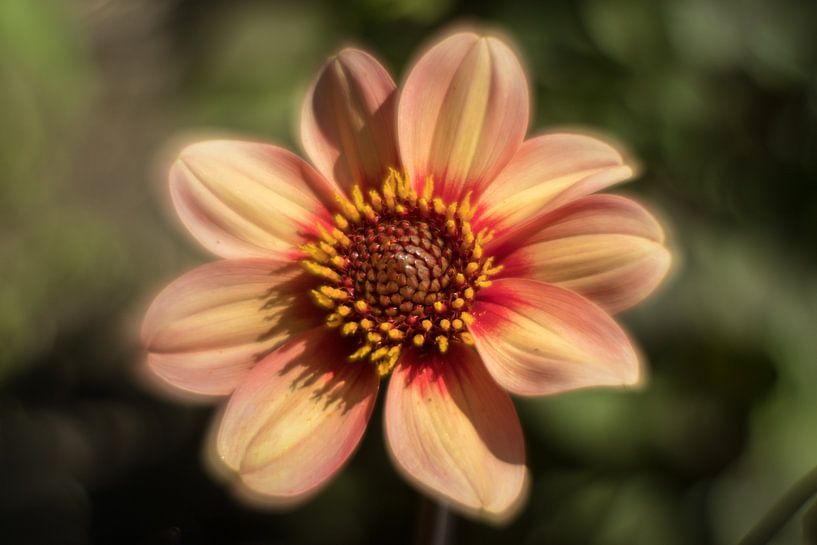 Dahlia by ColorsofNaturePhotography Jeanet Groenewoud