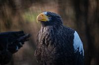Stellerscher Seeadler in schönem Wintersonnenlicht