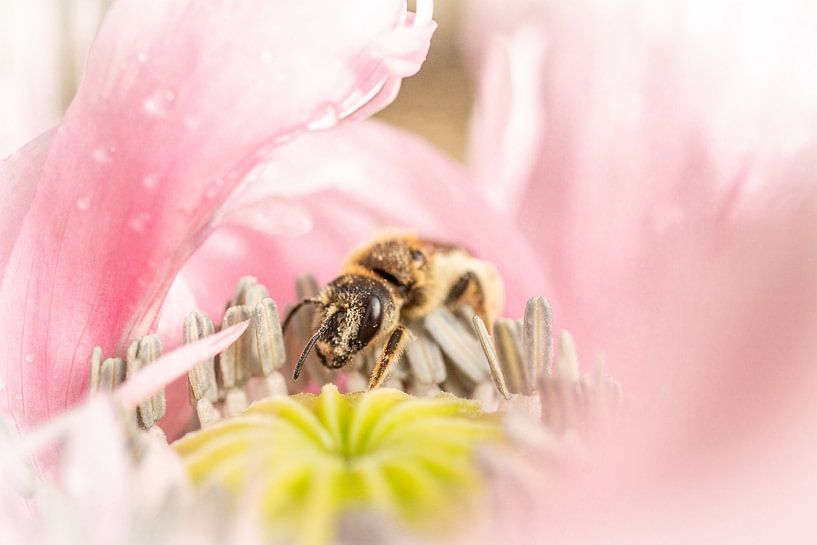 Honeybee by Frans Scherpenisse