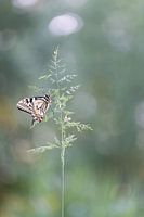 Hang on! Swallowtail butterfly
