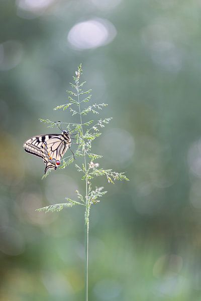 Schwalbenschwanz von Larissa Rand