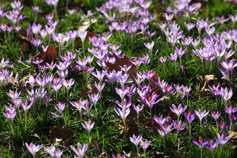 Krokuswiese von Thomas Jäger