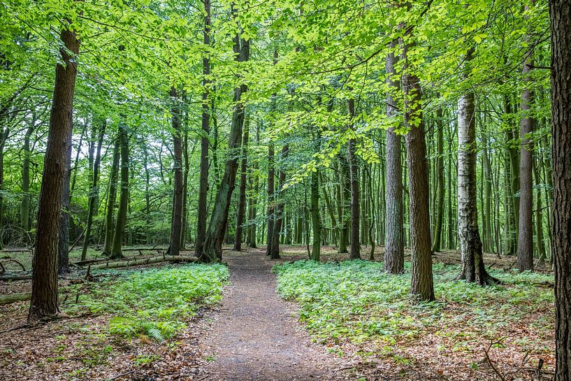 Weg durch einen ruhigen Wald mit jungen Blättern von Joost Adriaanse