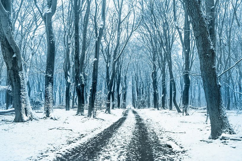 Speulderbos - Winter cold by rosstek ®