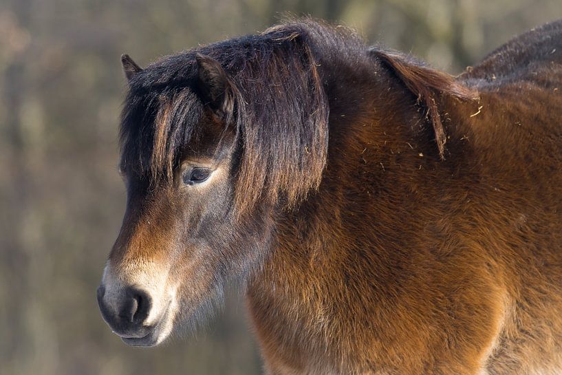 Poney Exmoor par Goffe Jensma