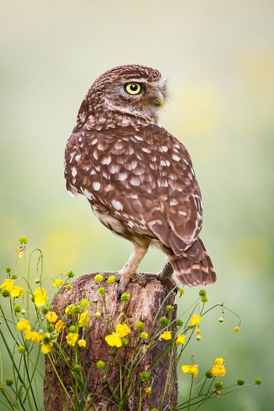 Little owl by Pim Leijen