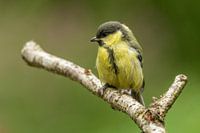 Junge Kohlmeise sitzt auf einem Ast