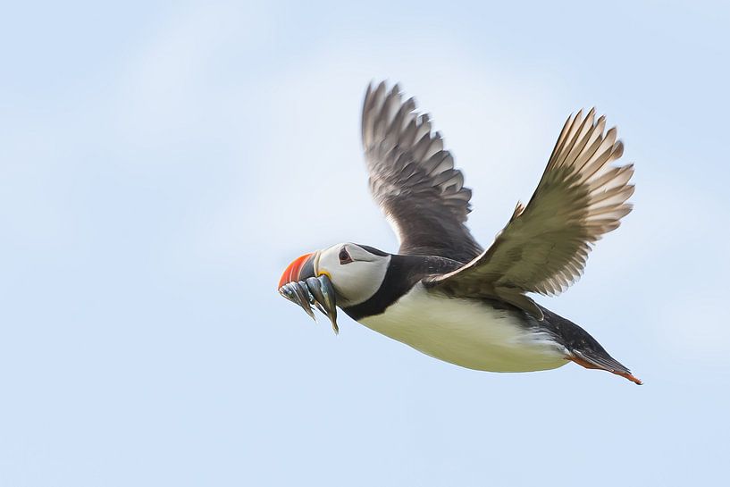 Mutti hat Fische gefangen! von Kris Hermans