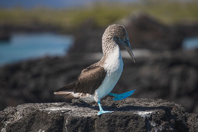 Blaufußträger Jan van Gent von Daniël Schonewille
