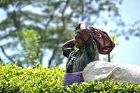 Cueilleuse de thé au travail au Sri Lanka