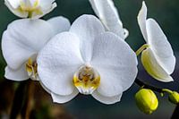 Une floraison presque parfaite