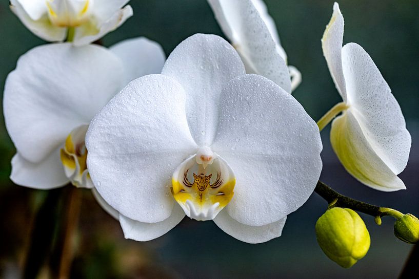 Une floraison presque parfaite par Harald Schottner