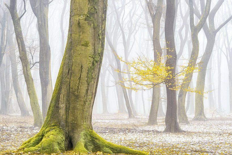 Winterkleuren par Lars van de Goor