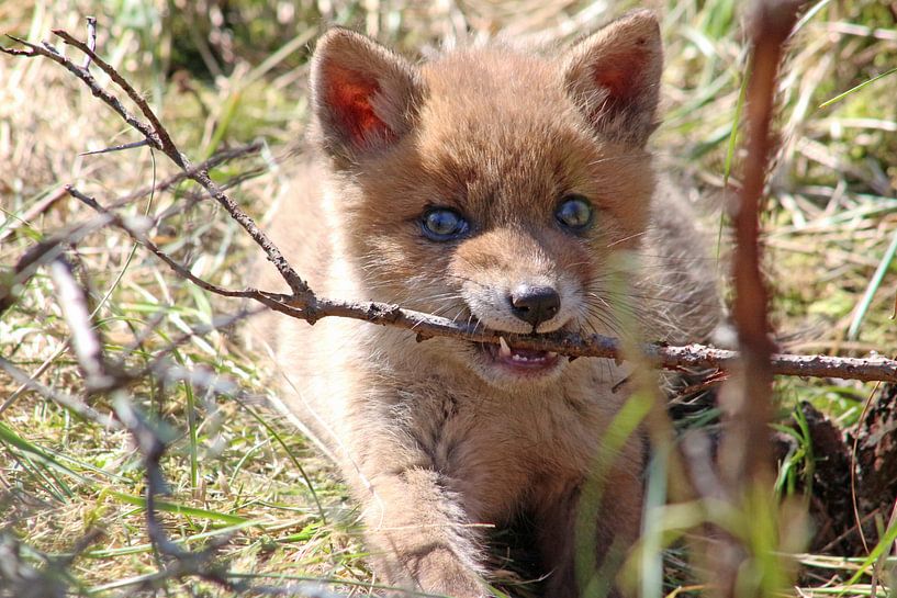 Jonge vos, baby fox by Yvonne Steenbergen