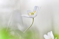 Dreamy wood anemone