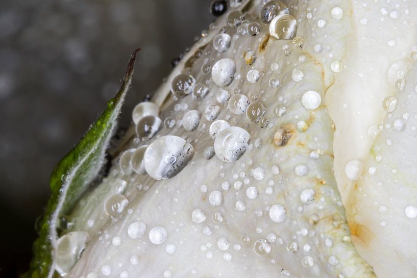 Waterdrops par Nildo Scoop