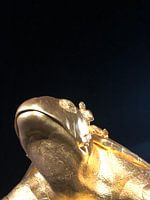 Schildkröte in Nieuwpoort