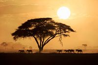 Silhouette einer Gruppe von Zebras (Equus quagga burchellii), die bei Sonnenuntergang an einem große