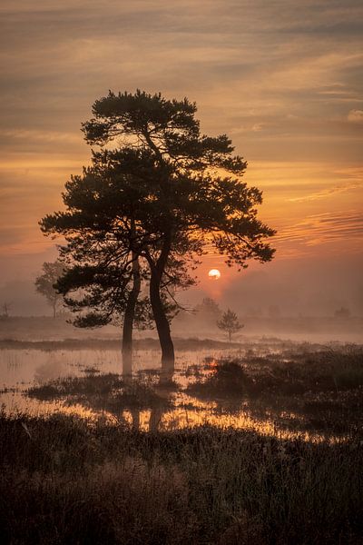 Lever de soleil magique et brumeux à Leersumse Veld par Moetwil en van Dijk - Fotografie