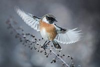 Schwarzkehlchen (Saxicola rubicola)