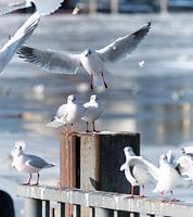 De strijd om voedsel