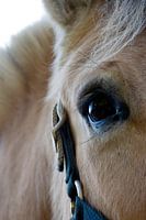 Die Seele eines Pferdes