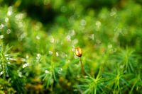 La croissance - de près dans la forêt