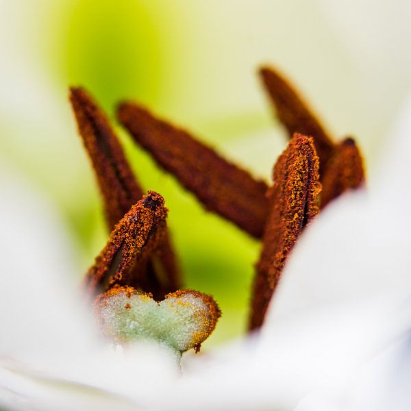 bien au chaud dans le lys par de buurtfotograaf Leontien