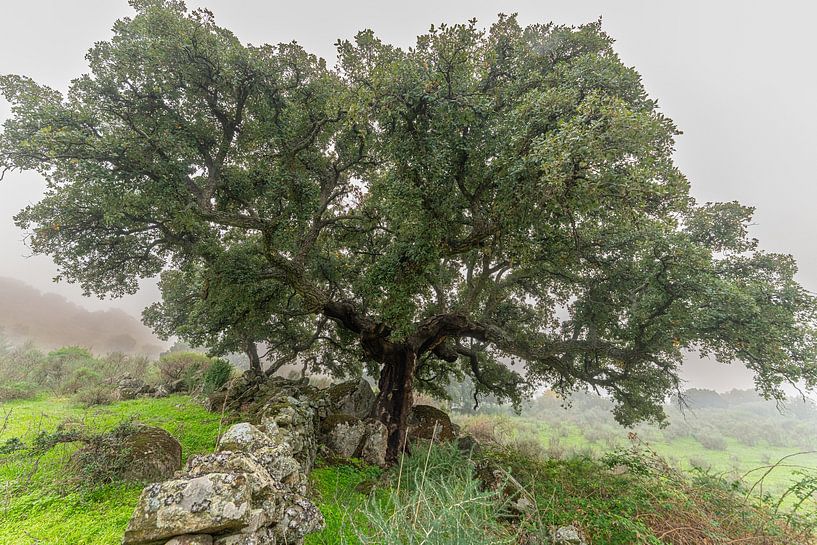 Einsame Korkeiche am Berghang mit Naturwand. von Hans Hut