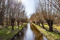 Weidenreihe am Wasser