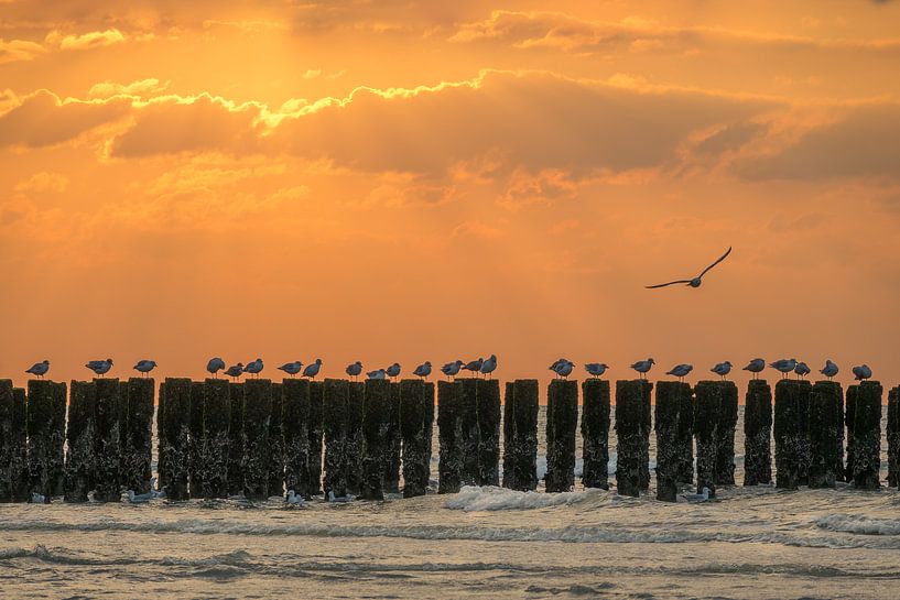 Meeuwen op een golfbreker tijdens de zonsondergang van John van de Gazelle fotografie