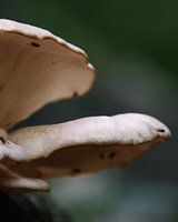 Mushroom closeup