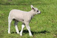 Lammetje in de wei