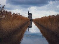 Molen tussen het riet.