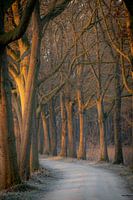 Biegung mit Eiche im Morgenlicht