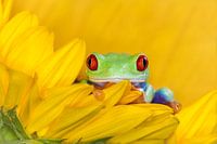 Grenouille aux yeux rouges