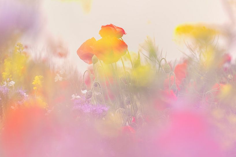 Order in chaos by Monique van Genderen (in2pictures.nl fotografie)