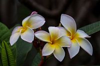Schöne Blume mit rosa Rand